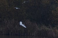 Great White Egret