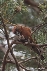 Crossbill