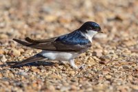 House Martin