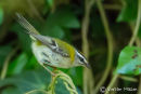 Firecrest