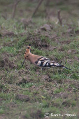 Hoopoe