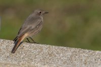 Black Redstart