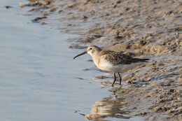 Curlew Sandpiper