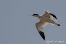 Avocet