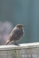 Black Redstart