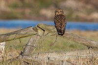 Short Eared Owl