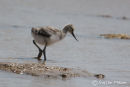 Avocet