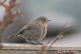 Black Redstart