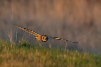 Short Eared Owl