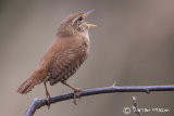 Wren