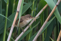 Reed Warbler