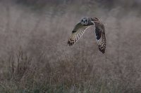 Short Eared Owl