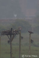 Osprey