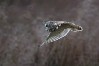 Short Eared Owl