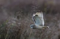Short Eared Owl