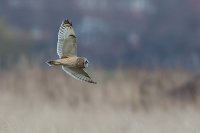 Short Eared Owl