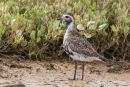 American Golden Plover