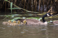 Canada Geese