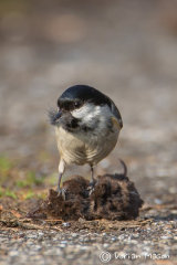Coal Tit