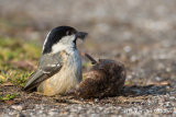 Coal Tit