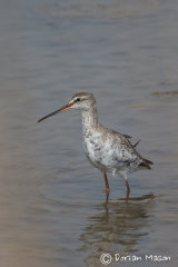 Spotted Redshank