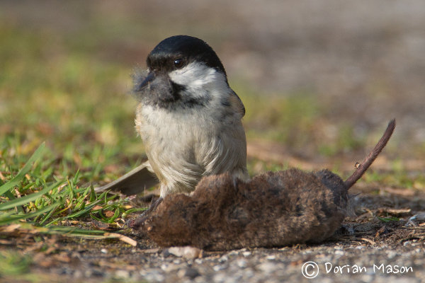 Coal Tit