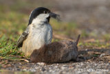 Coal Tit