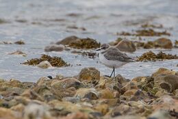 Kentish Plover