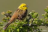 Yellowhammer