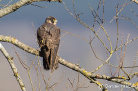 Peregrine