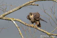 Peregrine