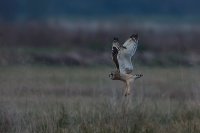 Short Eared Owl