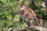Nightingale
