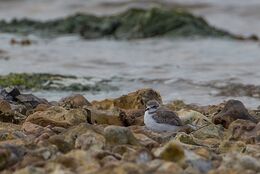 Kentish Plover
