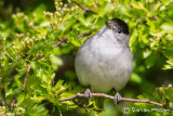 Blackcap