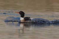 Red-breasted Merganser