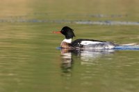 Red-breasted Merganser