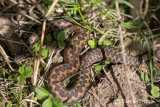 Adder