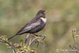Ring Ouzel