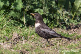 Ring Ouzel