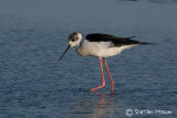 Black-winged Stilt