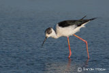 Black-winged Stilt