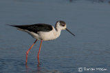 Black-winged Stilt