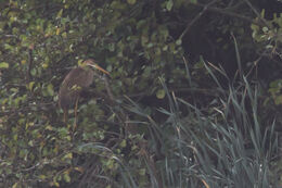 Purple Heron