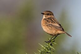 Stonechat