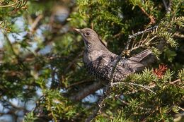 Ring Ouzel