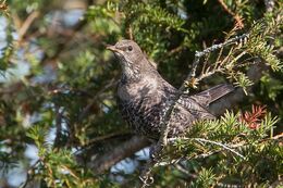 Ring Ouzel