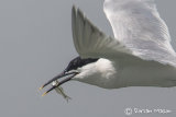 Sandwich Tern
