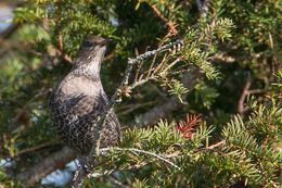 Ring Ouzel