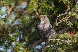 Ring Ouzel